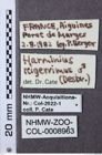 Etiketten zu Hemicrepidius nigerrimus (NHMW-ZOO-COL-0008963)